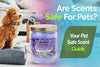 Are Scents Safe For Pets? Your Pet Safe Scent Guide